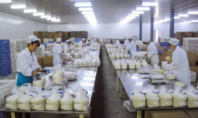 眾興菌業(yè)凈利潤虧損1800-2100萬元 由盈轉虧背后技術推廣的挑戰(zhàn)與反思